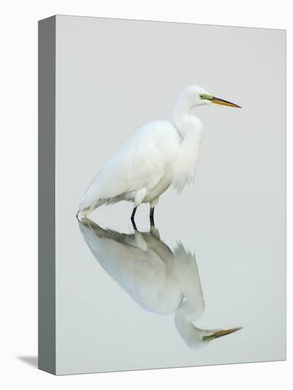 Great Egret Reflected-Arthur Morris-Stretched Canvas