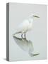 Great Egret Reflected-Arthur Morris-Stretched Canvas