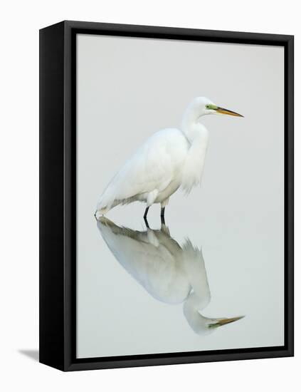 Great Egret Reflected-Arthur Morris-Framed Stretched Canvas