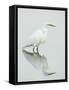 Great Egret Reflected-Arthur Morris-Framed Stretched Canvas