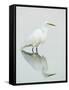 Great Egret Reflected-Arthur Morris-Framed Stretched Canvas