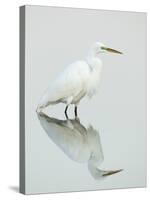 Great Egret Reflected-Arthur Morris-Stretched Canvas