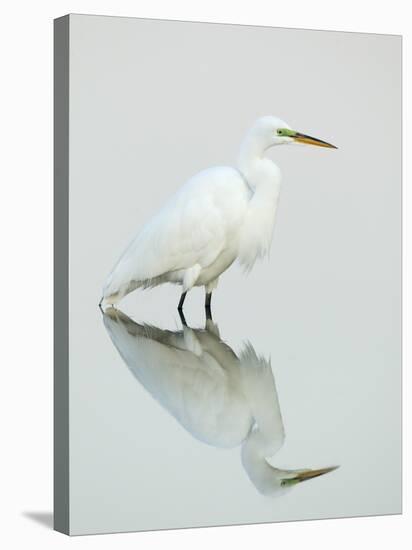 Great Egret Reflected-Arthur Morris-Stretched Canvas
