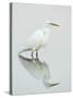 Great Egret Reflected-Arthur Morris-Stretched Canvas