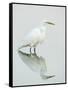 Great Egret Reflected-Arthur Morris-Framed Stretched Canvas