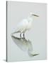 Great Egret Reflected-Arthur Morris-Stretched Canvas