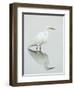 Great Egret Reflected-Arthur Morris-Framed Premium Photographic Print