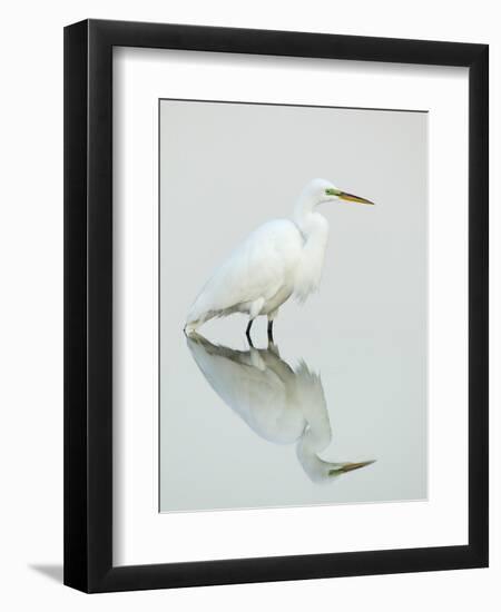 Great Egret Reflected-Arthur Morris-Framed Premium Photographic Print