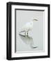 Great Egret Reflected-Arthur Morris-Framed Premium Photographic Print