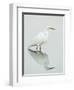 Great Egret Reflected-Arthur Morris-Framed Premium Photographic Print