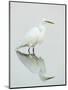 Great Egret Reflected-Arthur Morris-Mounted Premium Photographic Print