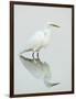 Great Egret Reflected-Arthur Morris-Framed Photographic Print