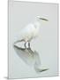 Great Egret Reflected-Arthur Morris-Mounted Photographic Print