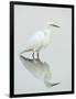 Great Egret Reflected-Arthur Morris-Framed Photographic Print