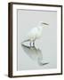 Great Egret Reflected-Arthur Morris-Framed Photographic Print