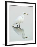 Great Egret Reflected-Arthur Morris-Framed Photographic Print