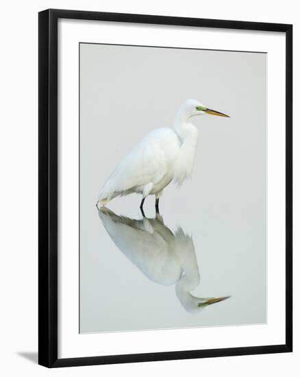 Great Egret Reflected-Arthur Morris-Framed Photographic Print