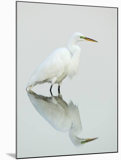 Great Egret Reflected-Arthur Morris-Mounted Photographic Print