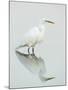 Great Egret Reflected-Arthur Morris-Mounted Photographic Print