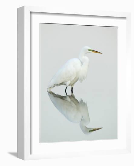 Great Egret Reflected-Arthur Morris-Framed Photographic Print