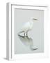 Great Egret Reflected-Arthur Morris-Framed Photographic Print