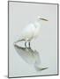Great Egret Reflected-Arthur Morris-Mounted Photographic Print