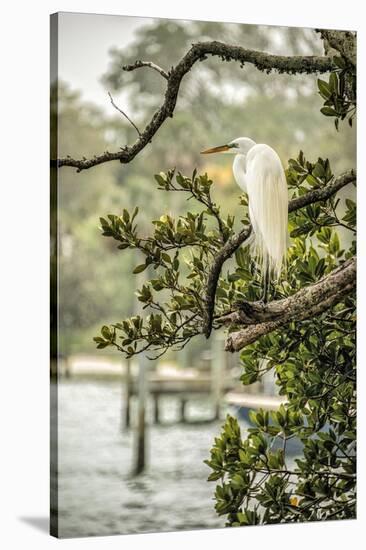 Great Egret Resting-Mary Lou Johnson-Stretched Canvas