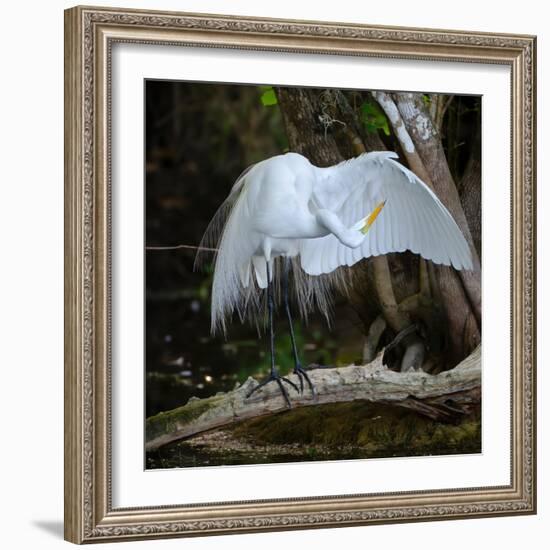 Great egret standing on a branch looking under its wing, USA-George Sanker-Framed Photographic Print