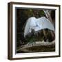 Great egret standing on a branch looking under its wing, USA-George Sanker-Framed Photographic Print