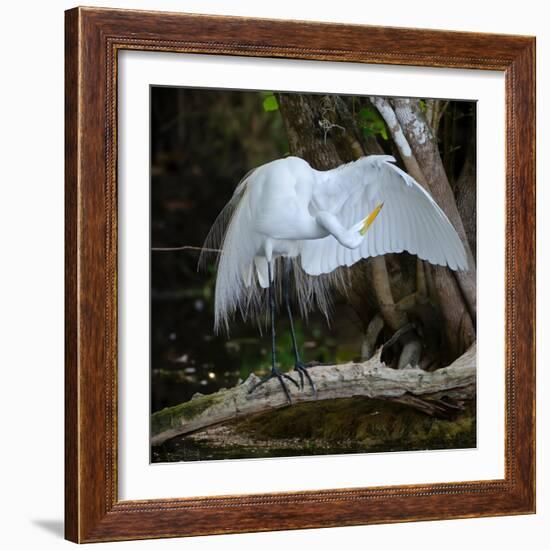 Great egret standing on a branch looking under its wing, USA-George Sanker-Framed Photographic Print