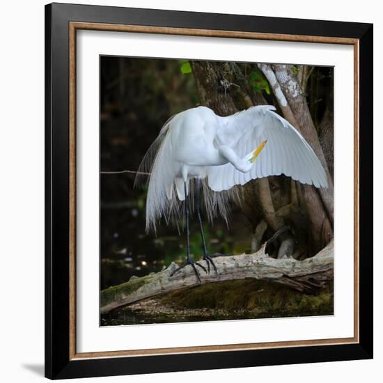 Great egret standing on a branch looking under its wing, USA-George Sanker-Framed Photographic Print