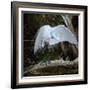 Great egret standing on a branch looking under its wing, USA-George Sanker-Framed Photographic Print