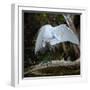 Great egret standing on a branch looking under its wing, USA-George Sanker-Framed Photographic Print