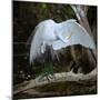 Great egret standing on a branch looking under its wing, USA-George Sanker-Mounted Photographic Print