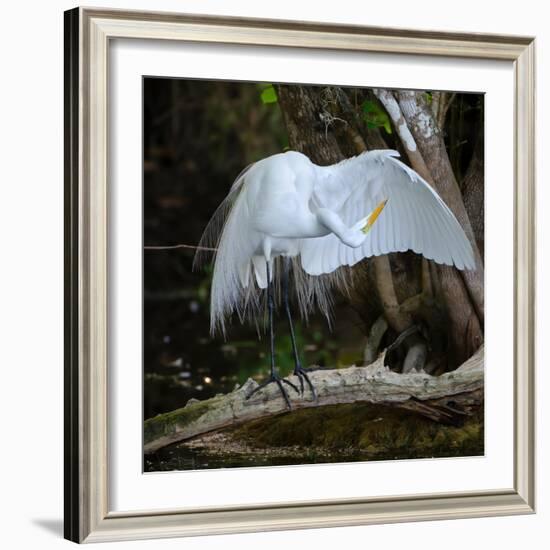 Great egret standing on a branch looking under its wing, USA-George Sanker-Framed Photographic Print