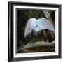 Great egret standing on a branch looking under its wing, USA-George Sanker-Framed Photographic Print