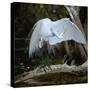 Great egret standing on a branch looking under its wing, USA-George Sanker-Stretched Canvas