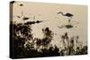 Great Egret Stands Still, It Stalks Dinner, Marshes Of Blackwater Wildlife Refuge, Cambridge, MD-Karine Aigner-Stretched Canvas