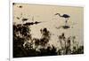 Great Egret Stands Still, It Stalks Dinner, Marshes Of Blackwater Wildlife Refuge, Cambridge, MD-Karine Aigner-Framed Photographic Print