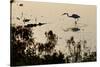 Great Egret Stands Still, It Stalks Dinner, Marshes Of Blackwater Wildlife Refuge, Cambridge, MD-Karine Aigner-Stretched Canvas