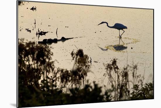 Great Egret Stands Still, It Stalks Dinner, Marshes Of Blackwater Wildlife Refuge, Cambridge, MD-Karine Aigner-Mounted Photographic Print