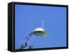 Great Egret Takes Flight from Tree, St. Augustine, Florida, USA-Jim Zuckerman-Framed Stretched Canvas