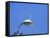 Great Egret Takes Flight from Tree, St. Augustine, Florida, USA-Jim Zuckerman-Framed Stretched Canvas