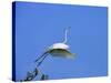 Great Egret Takes Flight from Tree, St. Augustine, Florida, USA-Jim Zuckerman-Stretched Canvas