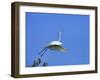 Great Egret Takes Flight from Tree, St. Augustine, Florida, USA-Jim Zuckerman-Framed Photographic Print