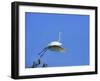 Great Egret Takes Flight from Tree, St. Augustine, Florida, USA-Jim Zuckerman-Framed Photographic Print