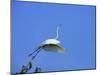 Great Egret Takes Flight from Tree, St. Augustine, Florida, USA-Jim Zuckerman-Mounted Photographic Print