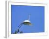 Great Egret Takes Flight from Tree, St. Augustine, Florida, USA-Jim Zuckerman-Framed Photographic Print