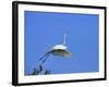 Great Egret Takes Flight from Tree, St. Augustine, Florida, USA-Jim Zuckerman-Framed Photographic Print