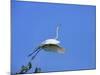 Great Egret Takes Flight from Tree, St. Augustine, Florida, USA-Jim Zuckerman-Mounted Photographic Print